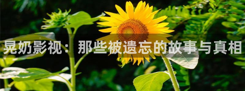 我凭本事单身电视剧bd星辰影视